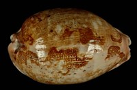 藏品(地圖寶螺)的圖片